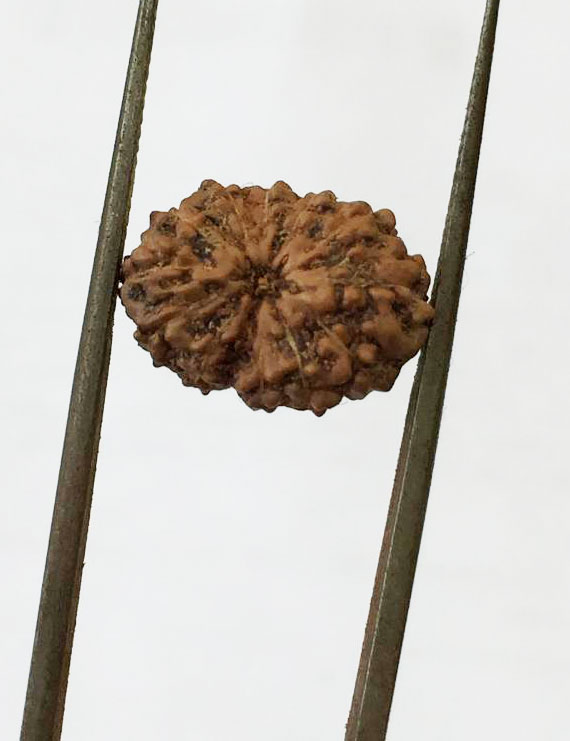 13 Mukhi Certified Indonesian Rudraksha  Size- 13 mm